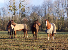 Jeunes chevaux d'un haras à Branville en tenue d'hiver