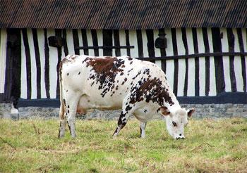 Vache de race normande devant une etable a colombages typique