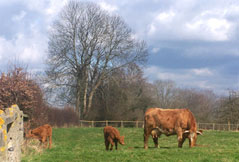 Vache et ses 2 petits veaux à Branville fin février 2008