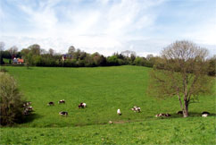 Troupeau de vaches normandes en plein air à Douville-en-Auge