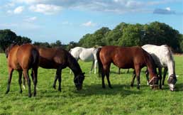 Jeunes chevaux d'un haras à Branville