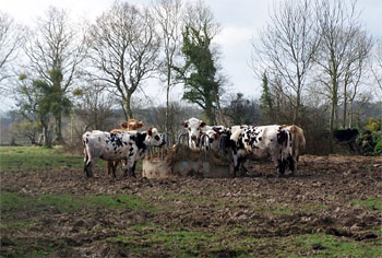 Vaches mangeant le foin dans l'auge commune