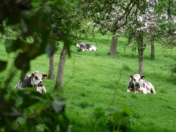 Vaches mangeant le foin dans l'auge commune